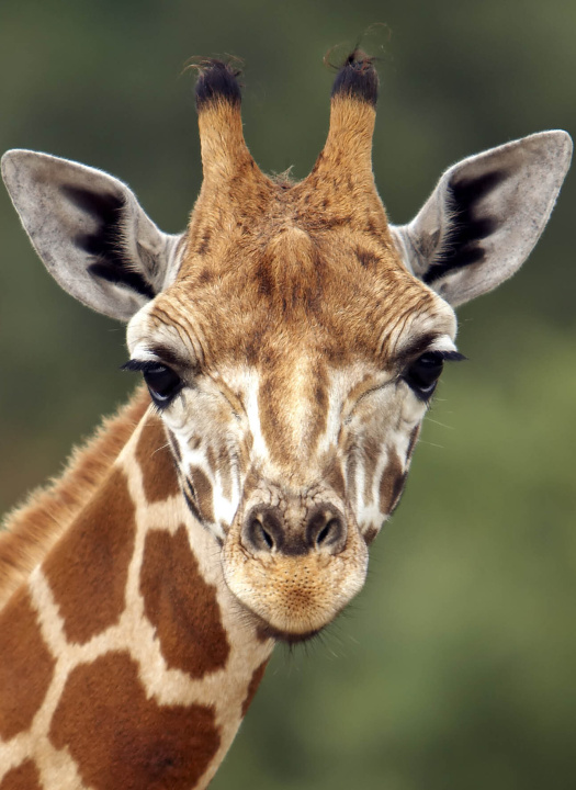 Kniha Girafe 