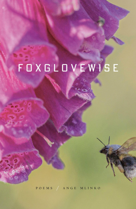 Kniha Foxglovewise MLINKO ANGE