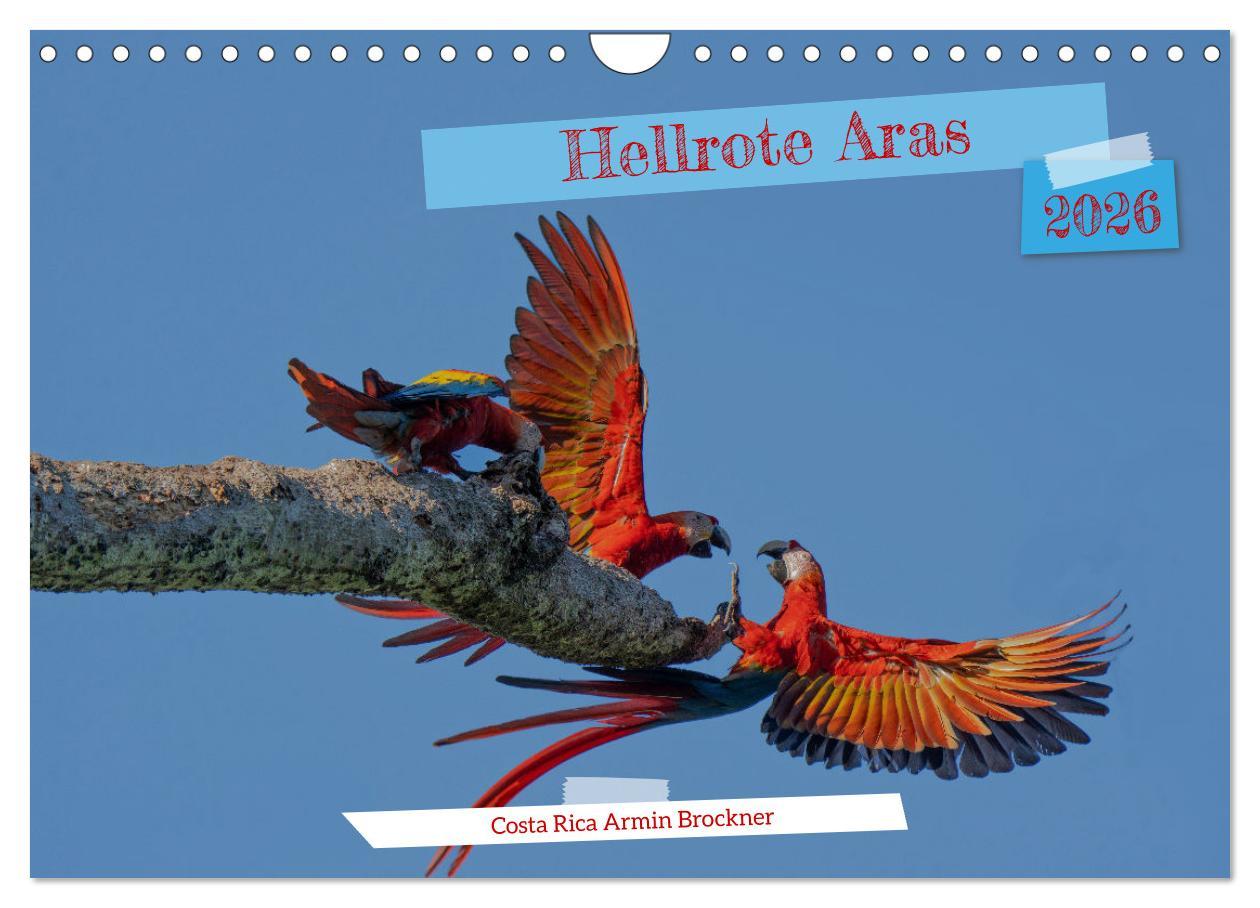 Calendario/Diario Hellrote Aras (Wandkalender 2026 DIN A4 quer), CALVENDO Monatskalender Calvendo