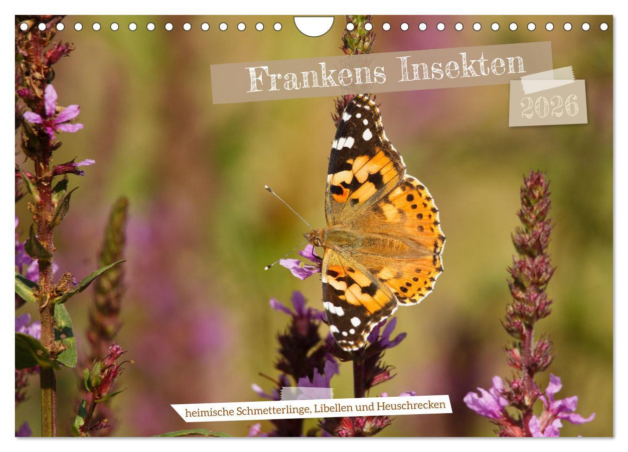 Kalendář/Diář Frankens Insekten (Wandkalender 2026 DIN A4 quer), CALVENDO Monatskalender Calvendo