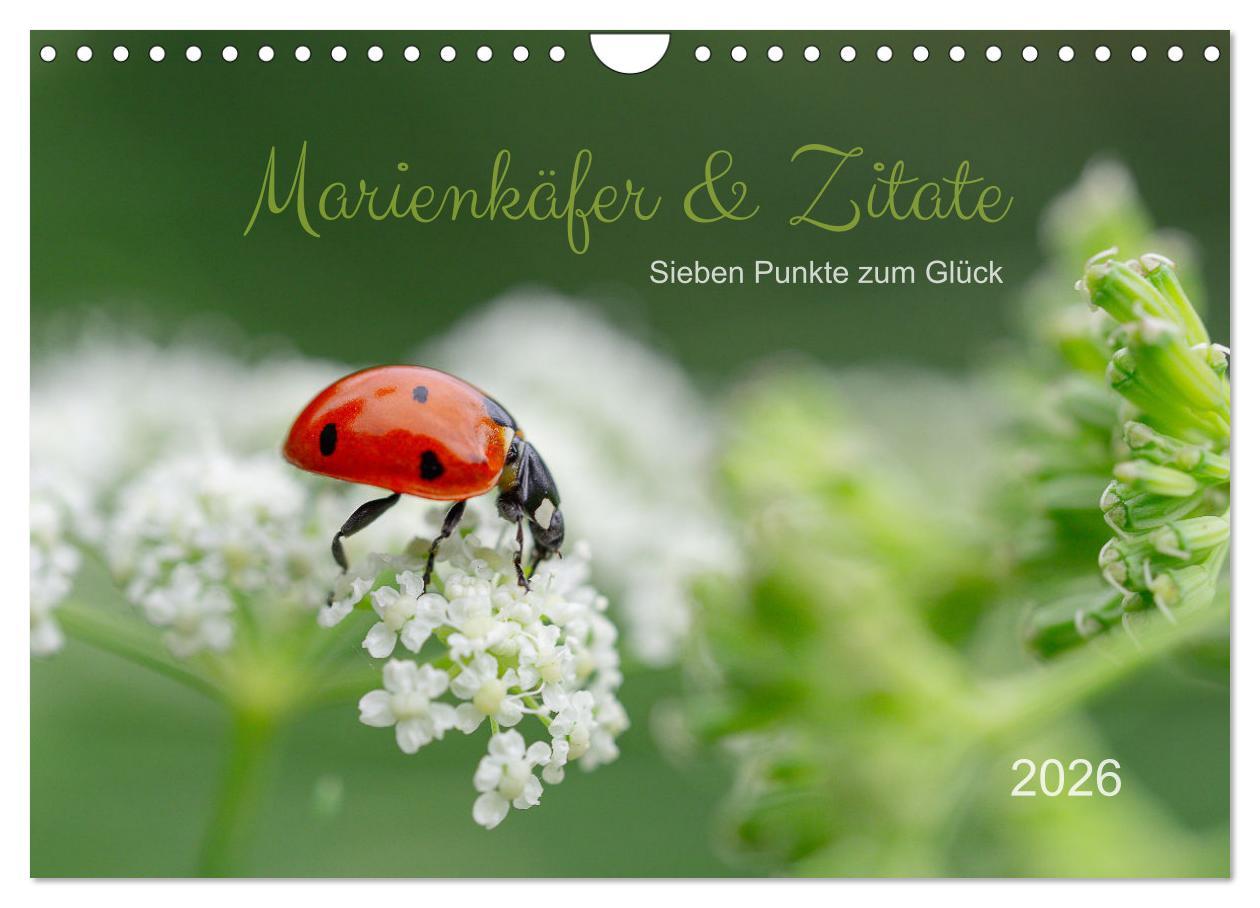 Kalendár/Diár Marienkäfer & Zitate - Sieben Punkte zum Glück (Wandkalender 2026 DIN A4 quer), CALVENDO Monatskalender Calvendo