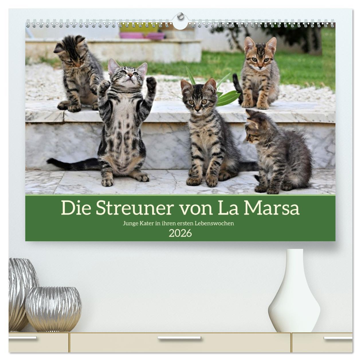 Kalendář/Diář Die Streuner von La Marsa (hochwertiger Premium Wandkalender 2026 DIN A2 quer), Kunstdruck in Hochglanz Calvendo