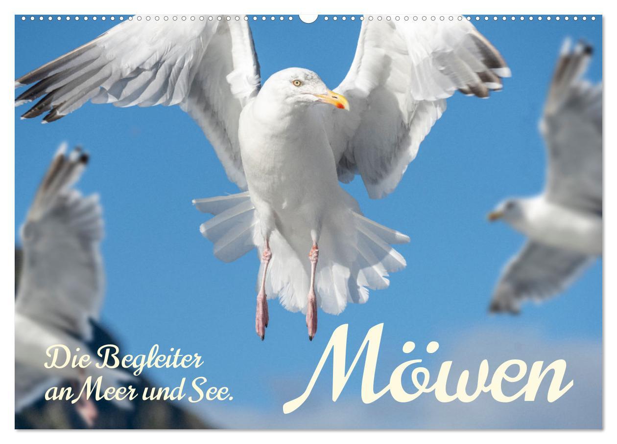 Kalendár/Diár Möwen die Begleiter an Meer und See (Wandkalender 2026 DIN A2 quer), CALVENDO Monatskalender Calvendo