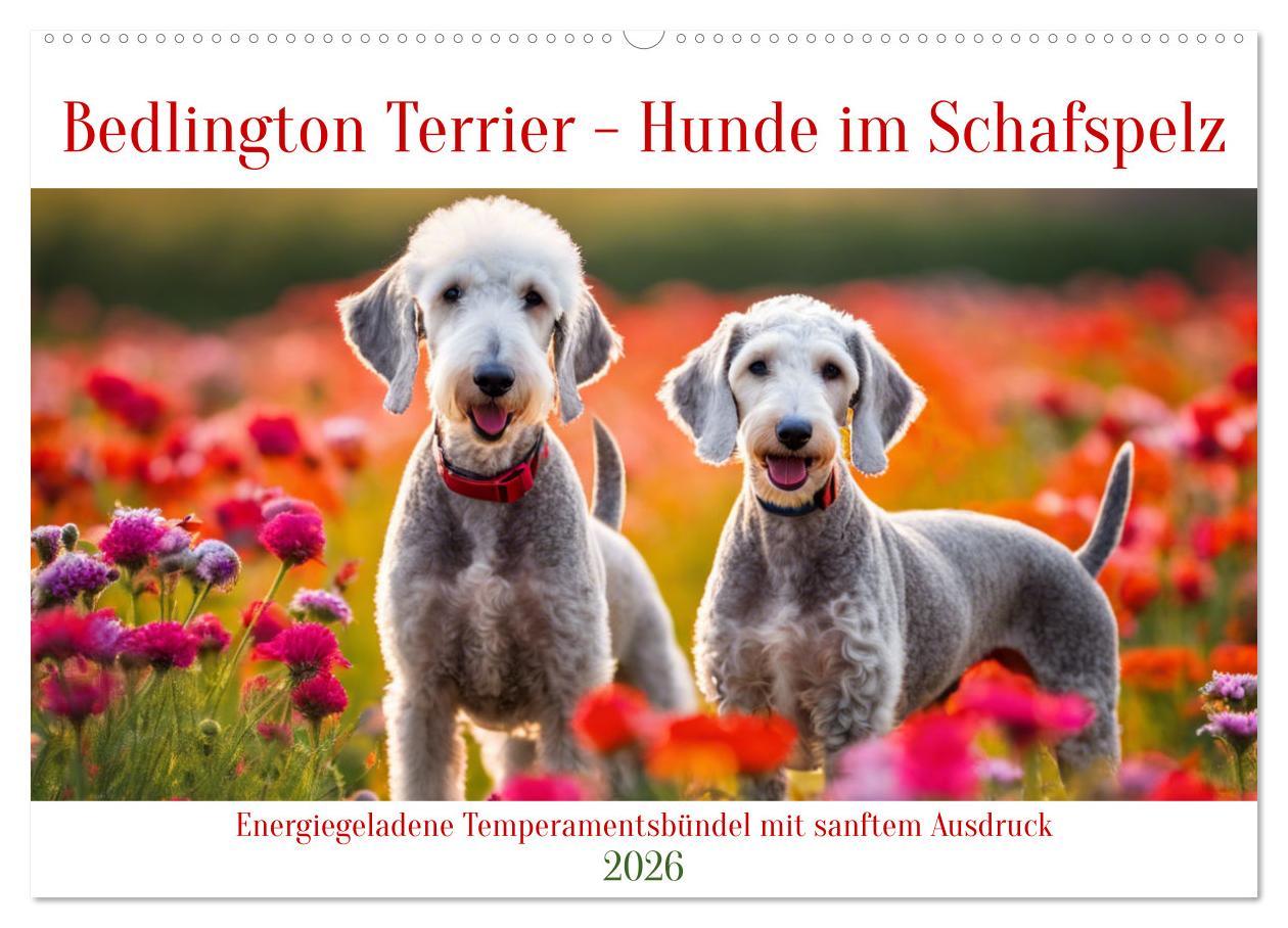 Kalendář/Diář Bedlington Terrier - Hunde im Schafspelz (Wandkalender 2026 DIN A2 quer), CALVENDO Monatskalender Calvendo