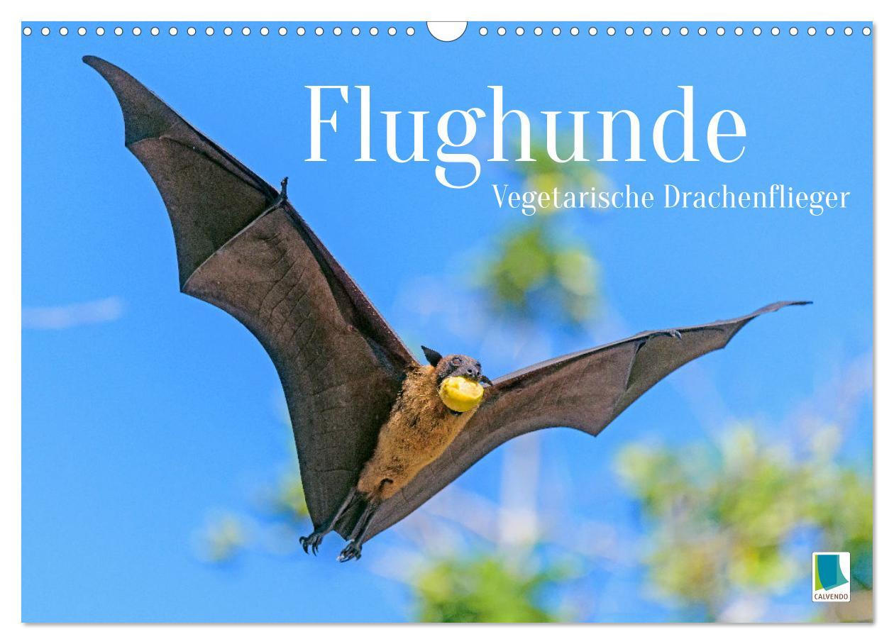 Kalendár/Diár Flughunde: Vegetarische Drachenflieger (Wandkalender 2026 DIN A3 quer), CALVENDO Monatskalender Calvendo