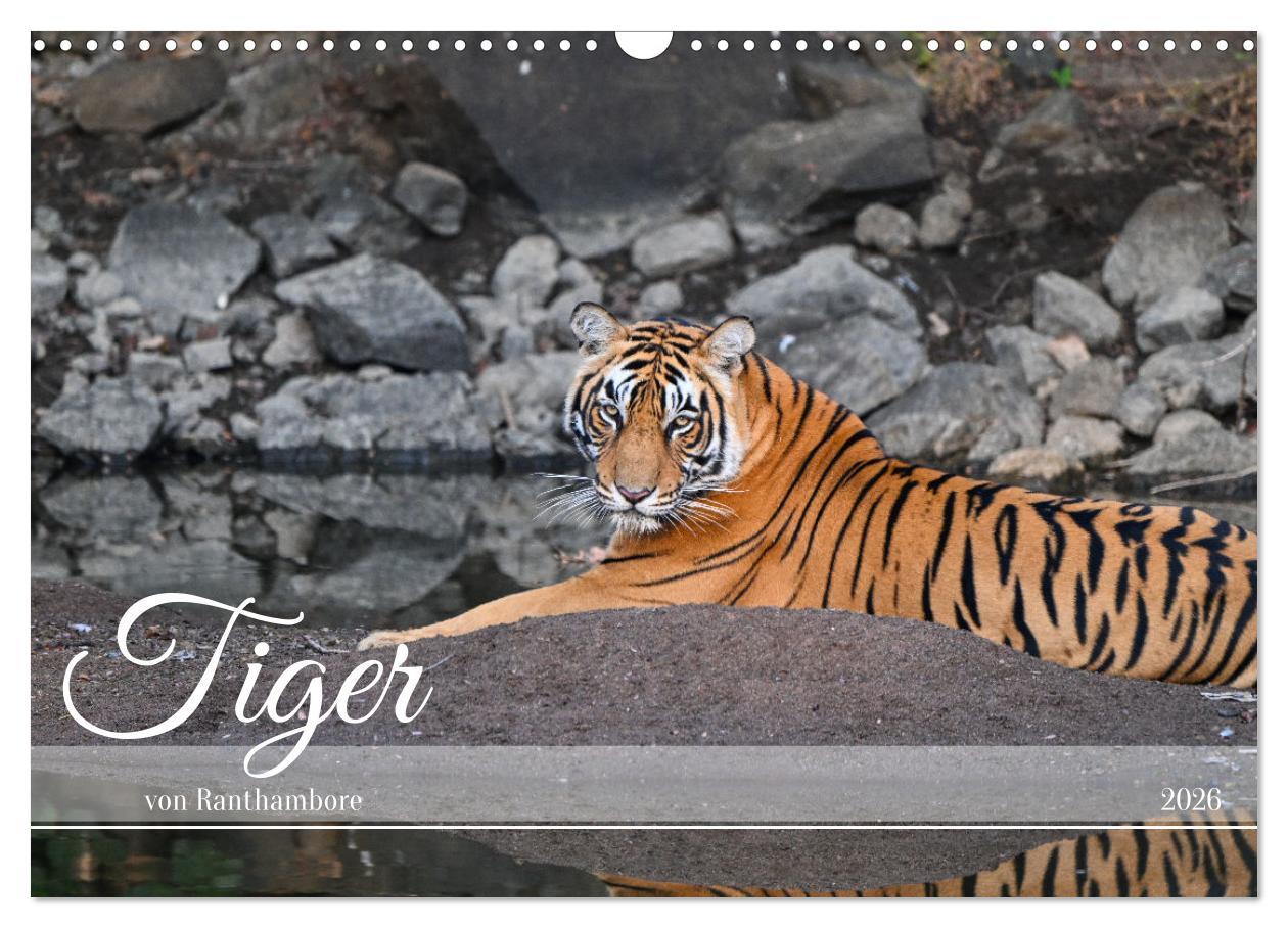 Kalendář/Diář Tiger von Ranthambore (Wandkalender 2026 DIN A3 quer), CALVENDO Monatskalender Calvendo
