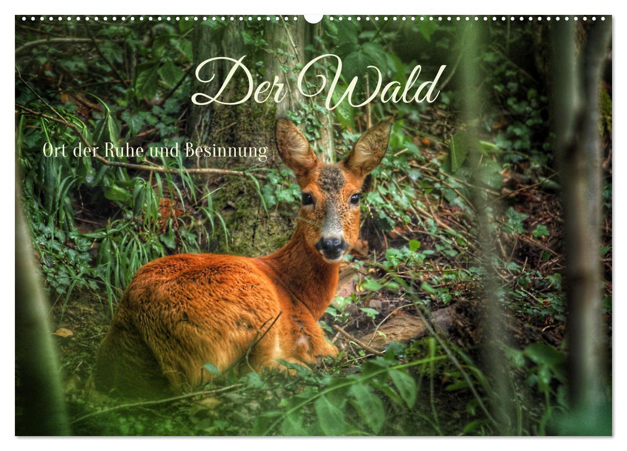 Kalendář/Diář Der Wald - Ort der Ruhe und Besinnung (Wandkalender 2026 DIN A2 quer), CALVENDO Monatskalender Calvendo