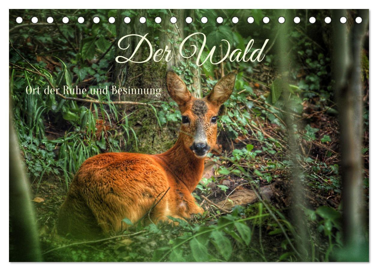 Kalendář/Diář Der Wald - Ort der Ruhe und Besinnung (Tischkalender 2026 DIN A5 quer), CALVENDO Monatskalender Calvendo