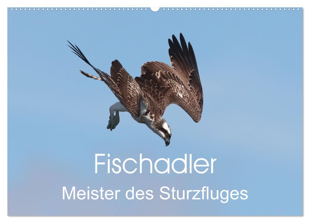 Kalendár/Diár Fischadler - Meister des Sturzfluges (Wandkalender 2026 DIN A2 quer), CALVENDO Monatskalender Calvendo