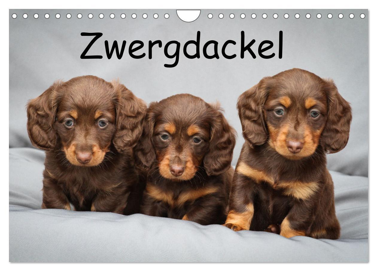 Kalendár/Diár Zwergdackel von Kadi (Wandkalender 2026 DIN A4 quer), CALVENDO Monatskalender Calvendo