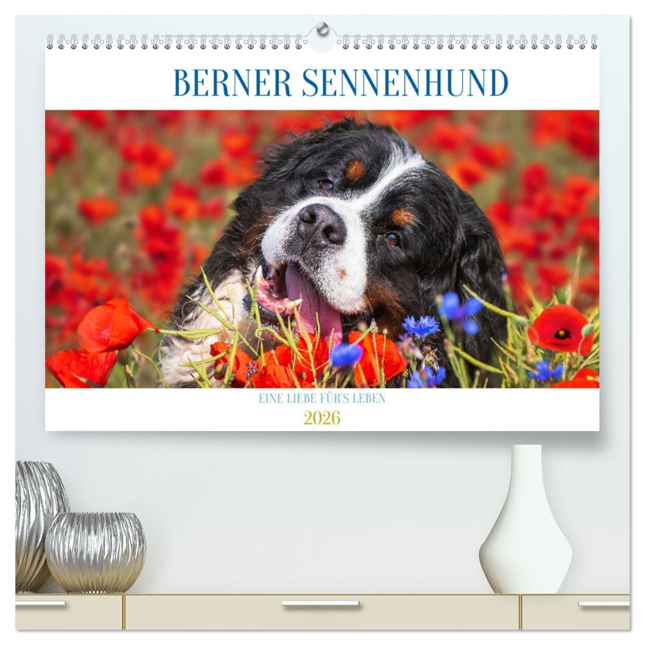 Kalendář/Diář Berner Sennenhund - Eine Liebe für's Leben (hochwertiger Premium Wandkalender 2026 DIN A2 quer), Kunstdruck in Hochglanz Calvendo