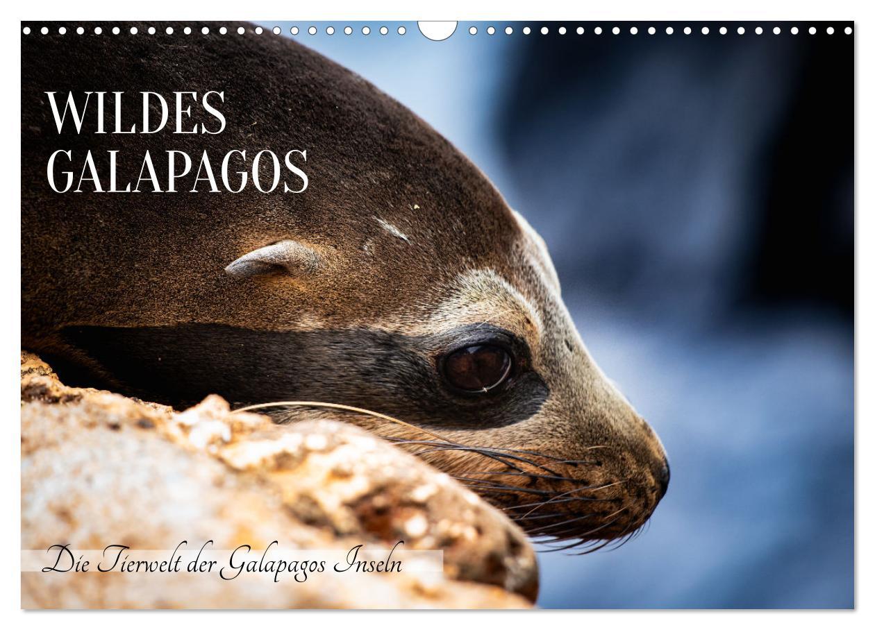 Kalendár/Diár Wildes Galapagos - Die Tiere der Galapagos Inseln (Wandkalender 2026 DIN A3 quer), CALVENDO Monatskalender Calvendo