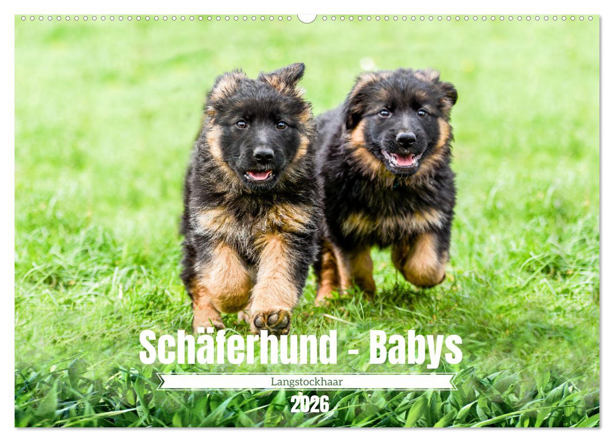 Kalendár/Diár Langstockhaar - Schäferhund - Babys (Wandkalender 2026 DIN A2 quer), CALVENDO Monatskalender Calvendo