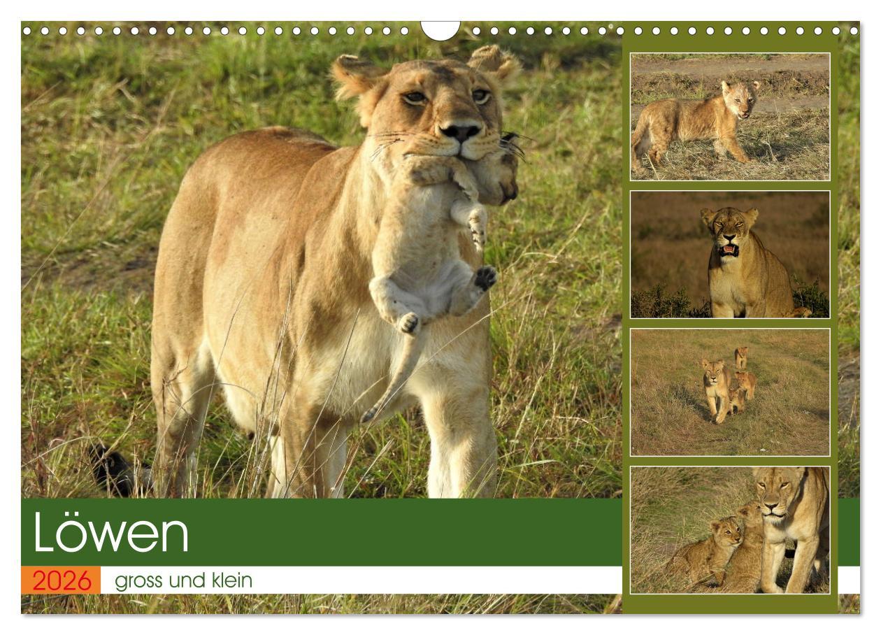 Kalendár/Diár Löwen - gross und klein (Wandkalender 2026 DIN A3 quer), CALVENDO Monatskalender Calvendo