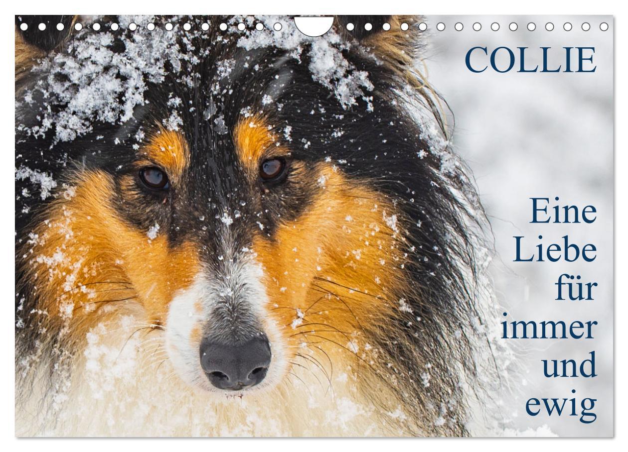 Kalendář/Diář Collies - Eine Liebe für immer und ewig (Wandkalender 2026 DIN A4 quer), CALVENDO Monatskalender Calvendo
