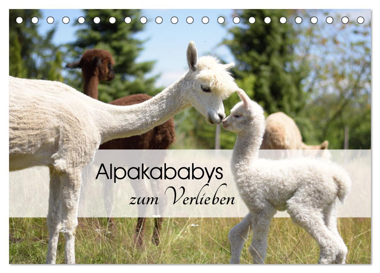 Kalendář/Diář Alpakababys zum Verlieben (Tischkalender 2026 DIN A5 quer), CALVENDO Monatskalender Calvendo
