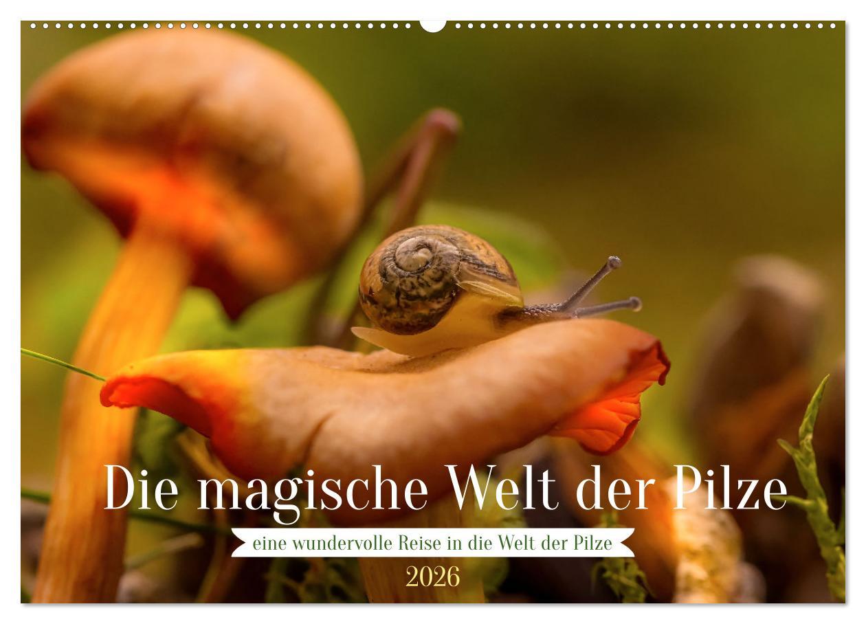 Kalendář/Diář Die magische Welt der Pilze (Wandkalender 2026 DIN A2 quer), CALVENDO Monatskalender Calvendo