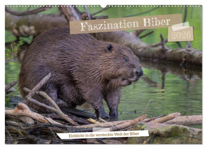 Calendario/Diario Faszination Biber (Wandkalender 2026 DIN A2 quer), CALVENDO Monatskalender Calvendo