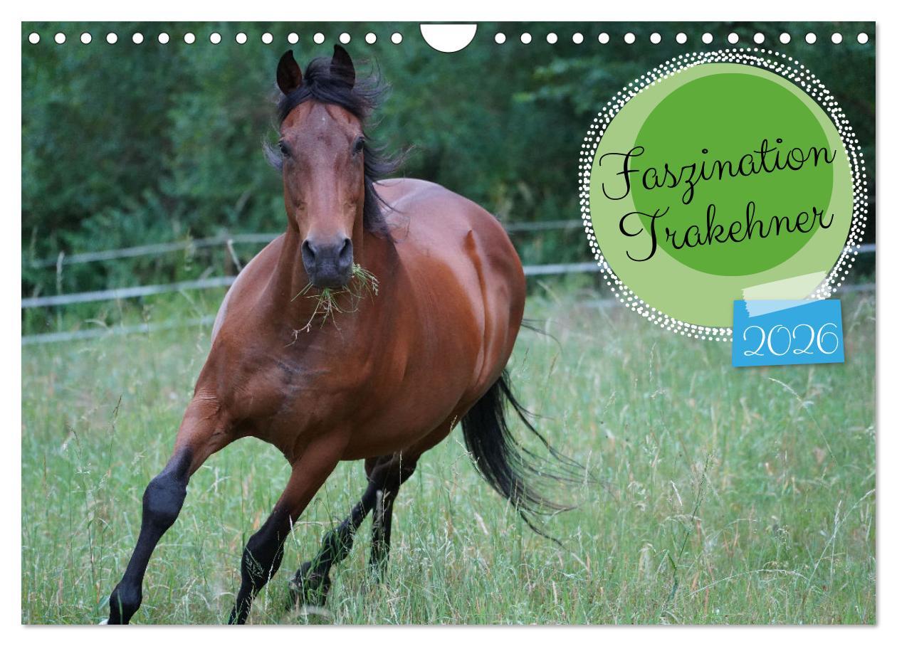 Kalendár/Diár Faszination Trakehner (Wandkalender 2026 DIN A4 quer), CALVENDO Monatskalender Calvendo