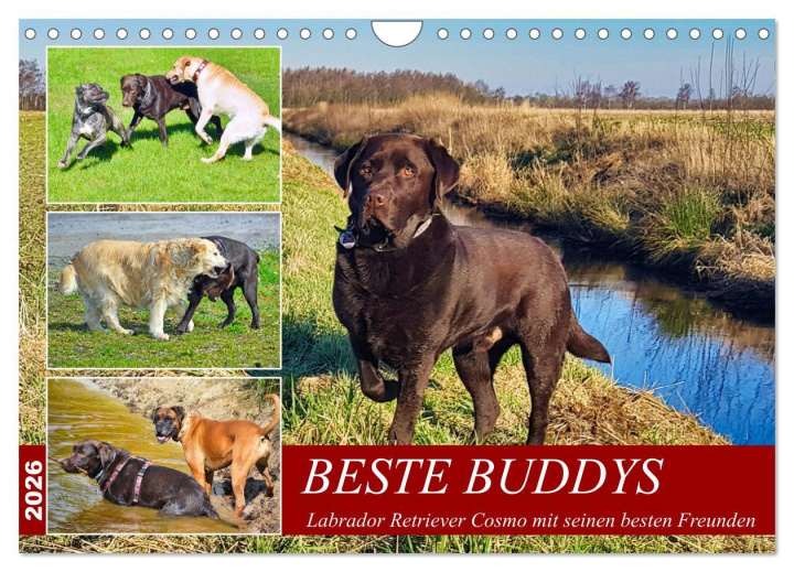 Calendario/Diario Beste Buddys (Wandkalender 2026 DIN A4 quer), CALVENDO Monatskalender Calvendo