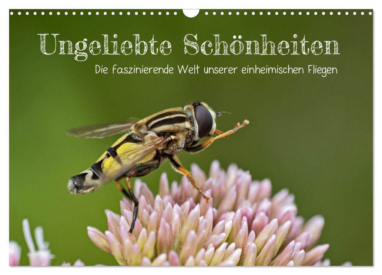 Kalendář/Diář Ungeliebte Schönheiten - die faszinierende Welt unserer heimischen Fliegen (Wandkalender 2026 DIN A3 quer), CALVENDO Monatskalender Calvendo