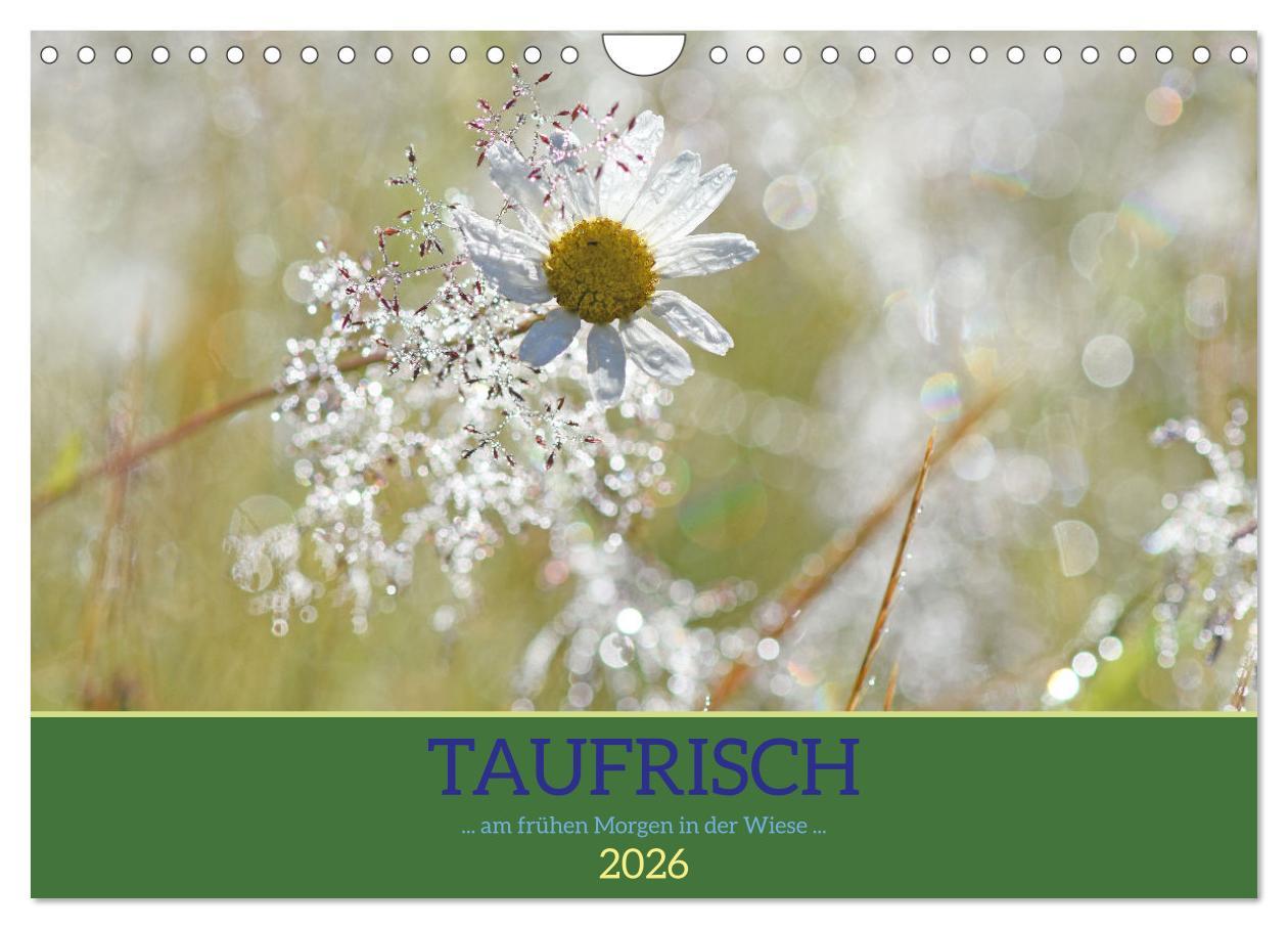 Kalendář/Diář Taufrisch ... am frühen Morgen in der Wiese (Wandkalender 2026 DIN A4 quer), CALVENDO Monatskalender Calvendo