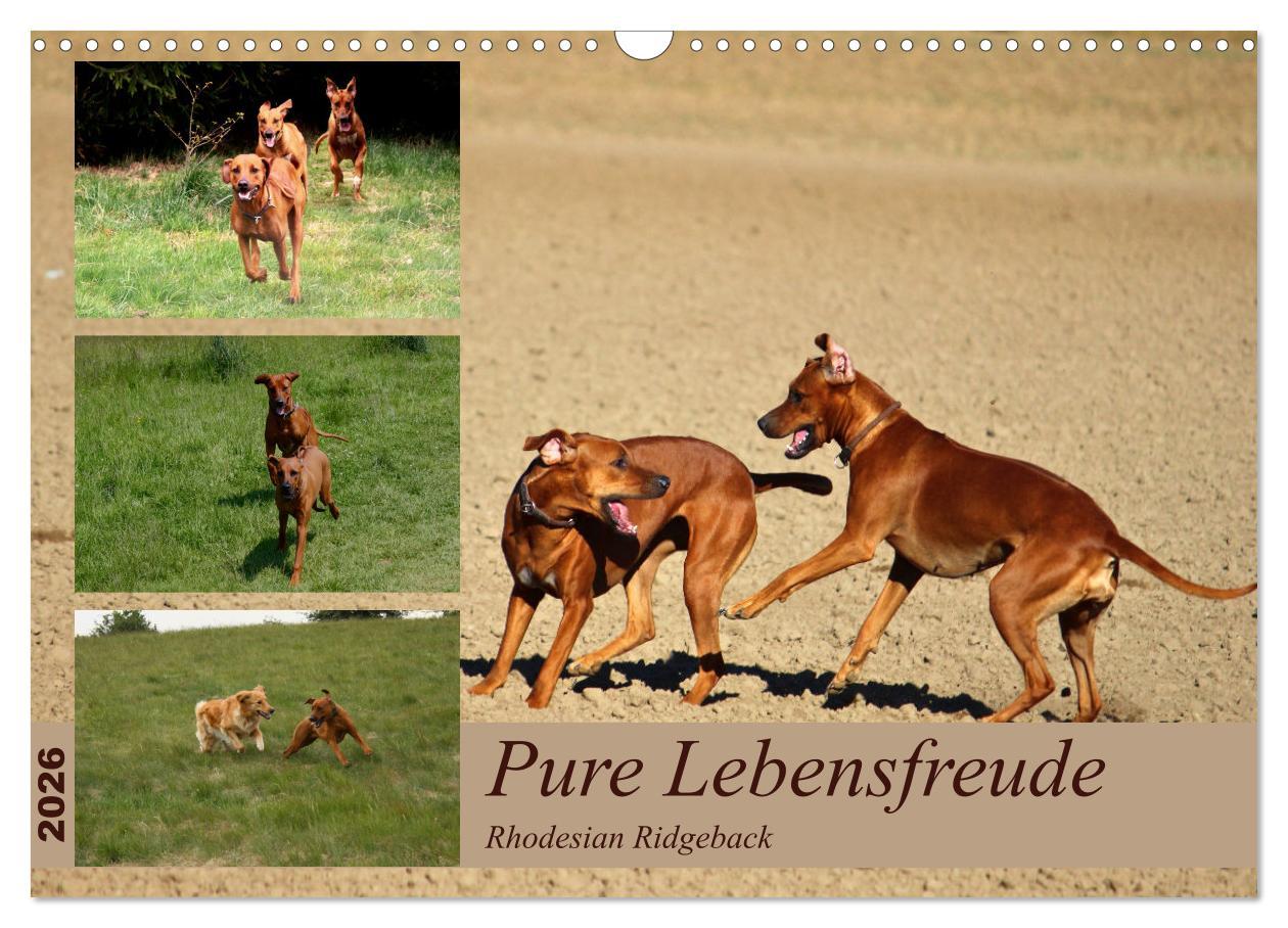 Kalendár/Diár Rhodesian Ridgeback, Pure Lebensfreude (Wandkalender 2026 DIN A3 quer), CALVENDO Monatskalender Calvendo