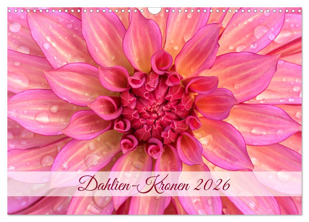 Kalendár/Diár Dahlien-Kronen (Wandkalender 2026 DIN A3 quer), CALVENDO Monatskalender Calvendo