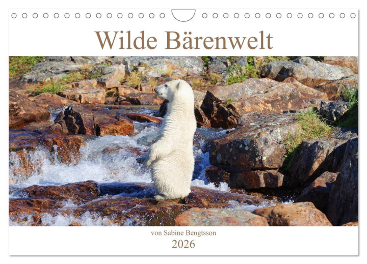 Kalendár/Diár Wilde Bärenwelt (Wandkalender 2026 DIN A4 quer), CALVENDO Monatskalender Calvendo