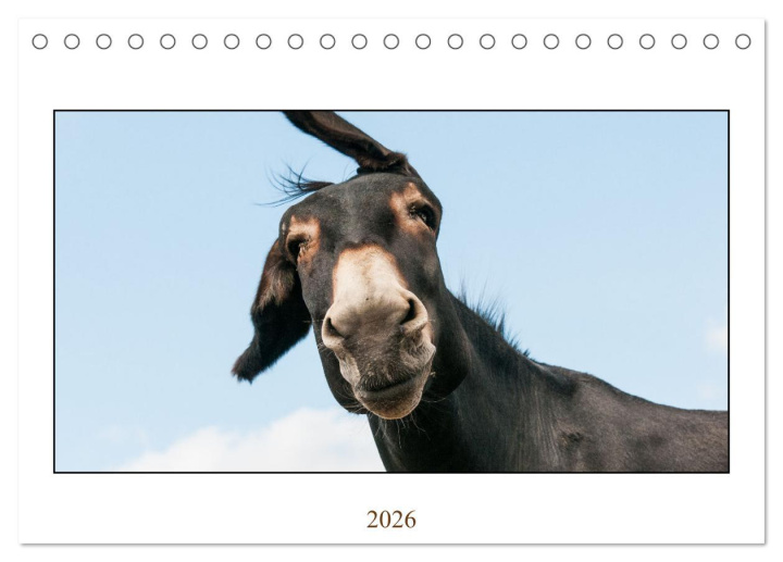 Kalendář/Diář Esel Lebensfreude - Spaß mit Langohren (Tischkalender 2026 DIN A5 quer), CALVENDO Monatskalender Calvendo