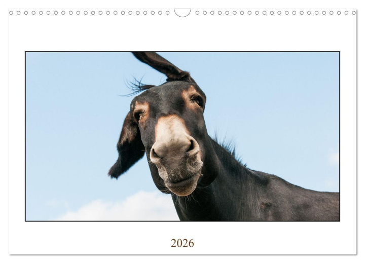 Kalendář/Diář Esel Lebensfreude - Spaß mit Langohren (Wandkalender 2026 DIN A3 quer), CALVENDO Monatskalender Calvendo
