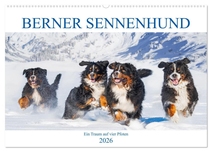 Kalendár/Diár Berner Sennenhund - Ein Traum auf vier Pfoten (Wandkalender 2026 DIN A2 quer), CALVENDO Monatskalender Calvendo