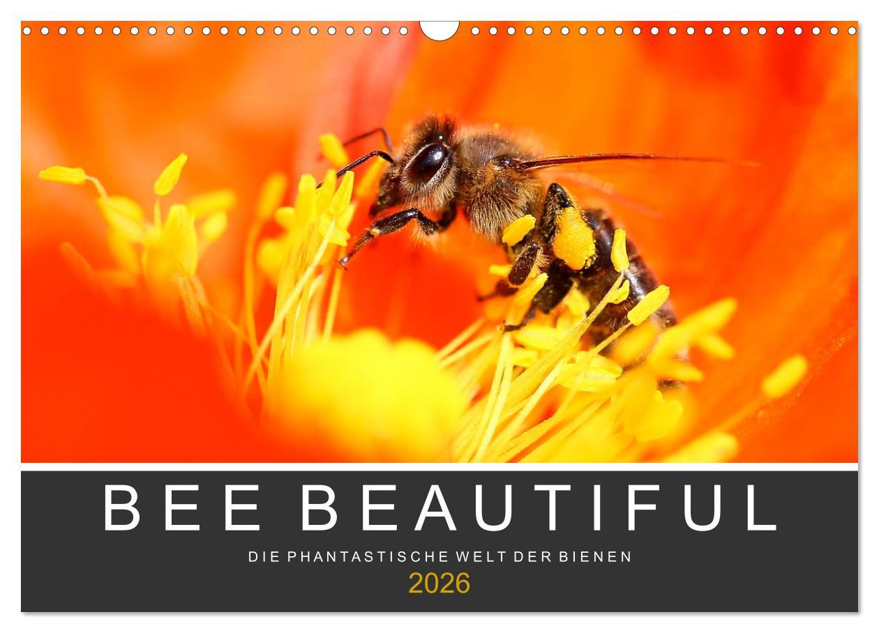 Kalendár/Diár Bee Beautiful - Die phantastische Welt der Bienen (Wandkalender 2026 DIN A3 quer), CALVENDO Monatskalender Calvendo