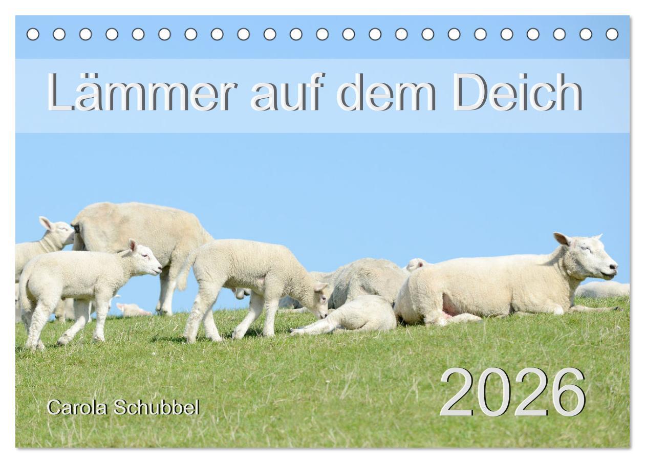 Kalendár/Diár Lämmer auf dem Deich (Tischkalender 2026 DIN A5 quer), CALVENDO Monatskalender Calvendo
