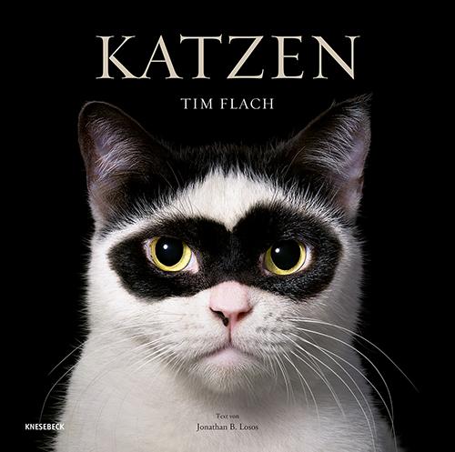 Kniha Katzen Monika Niehaus