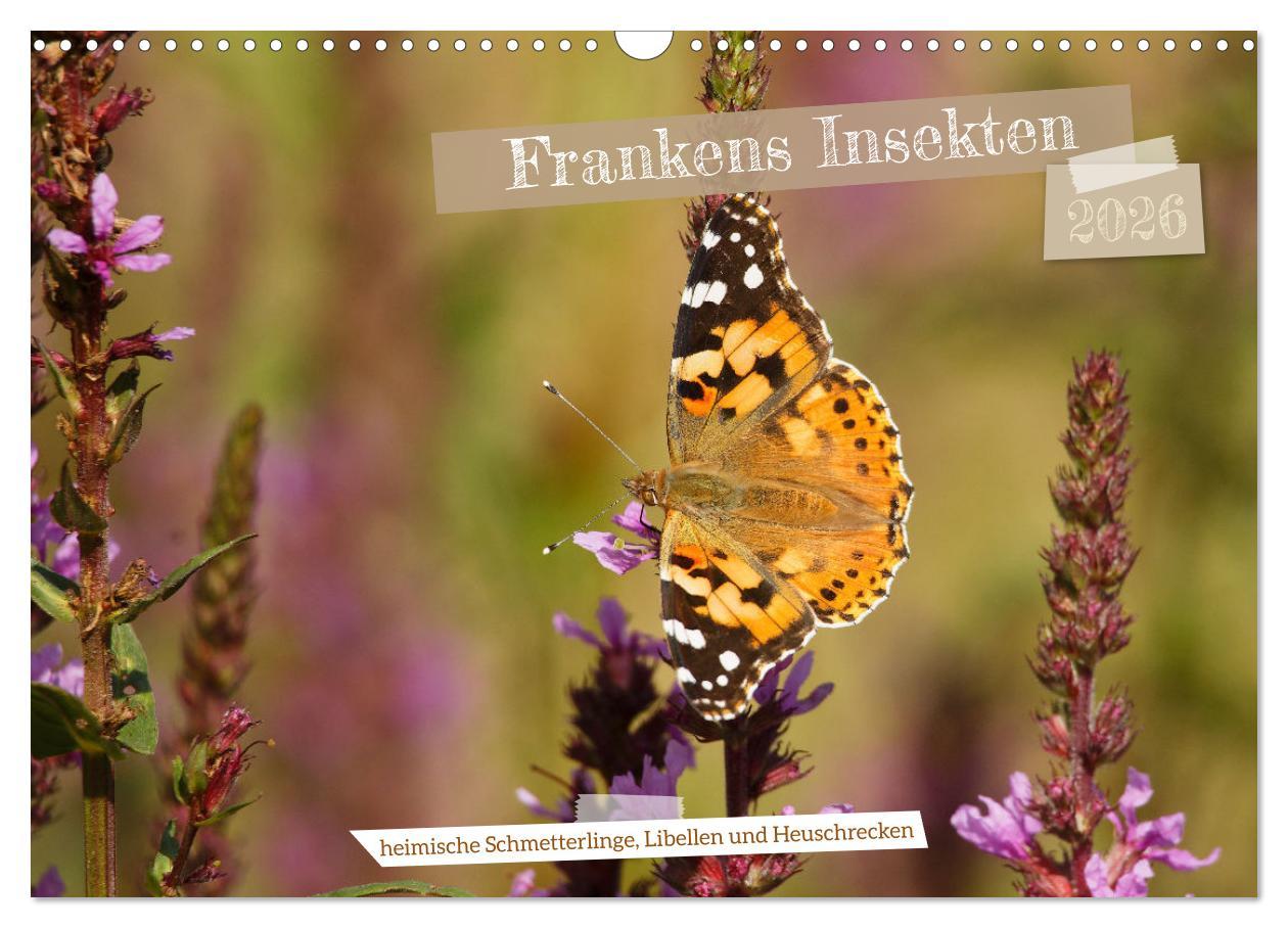 Kalendár/Diár Frankens Insekten (Wandkalender 2026 DIN A3 quer), CALVENDO Monatskalender Calvendo