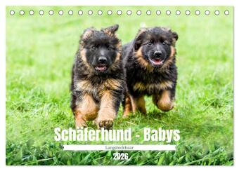 Kalendár/Diár Langstockhaar - Schäferhund - Babys (Tischkalender 2026 DIN A5 quer), CALVENDO Monatskalender Calvendo