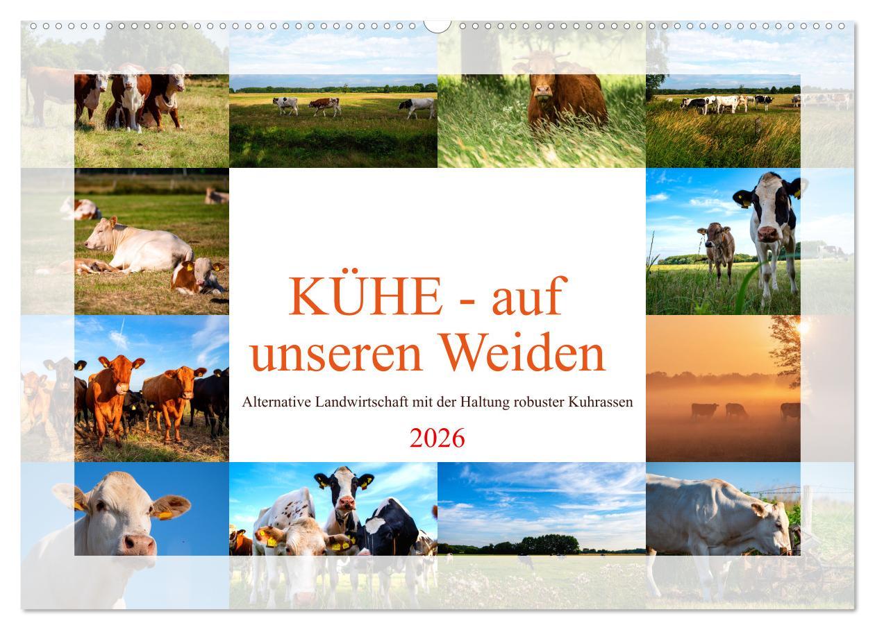 Kalendár/Diár Kühe - auf unseren Weiden (Wandkalender 2026 DIN A2 quer), CALVENDO Monatskalender Calvendo