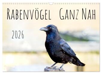 Kalendár/Diár Rabenvögel - ganz nah (Wandkalender 2026 DIN A3 quer), CALVENDO Monatskalender Calvendo