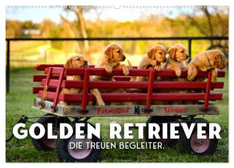 Kalendář/Diář Golden Retriever - Die treuen Begleiter. (Wandkalender 2026 DIN A2 quer), CALVENDO Monatskalender Calvendo