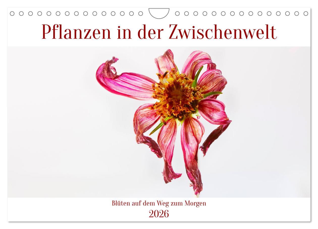 Kalendár/Diár Pflanzen in der Zwischenwelt (Wandkalender 2026 DIN A4 quer), CALVENDO Monatskalender Calvendo