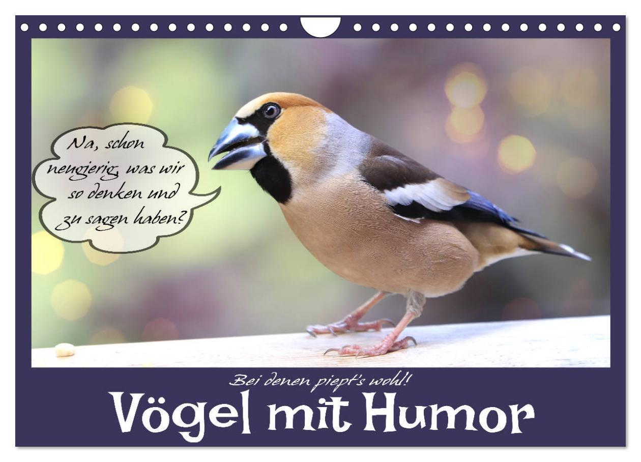 Kalendář/Diář Vögel mit Humor (Wandkalender 2026 DIN A4 quer), CALVENDO Monatskalender Calvendo