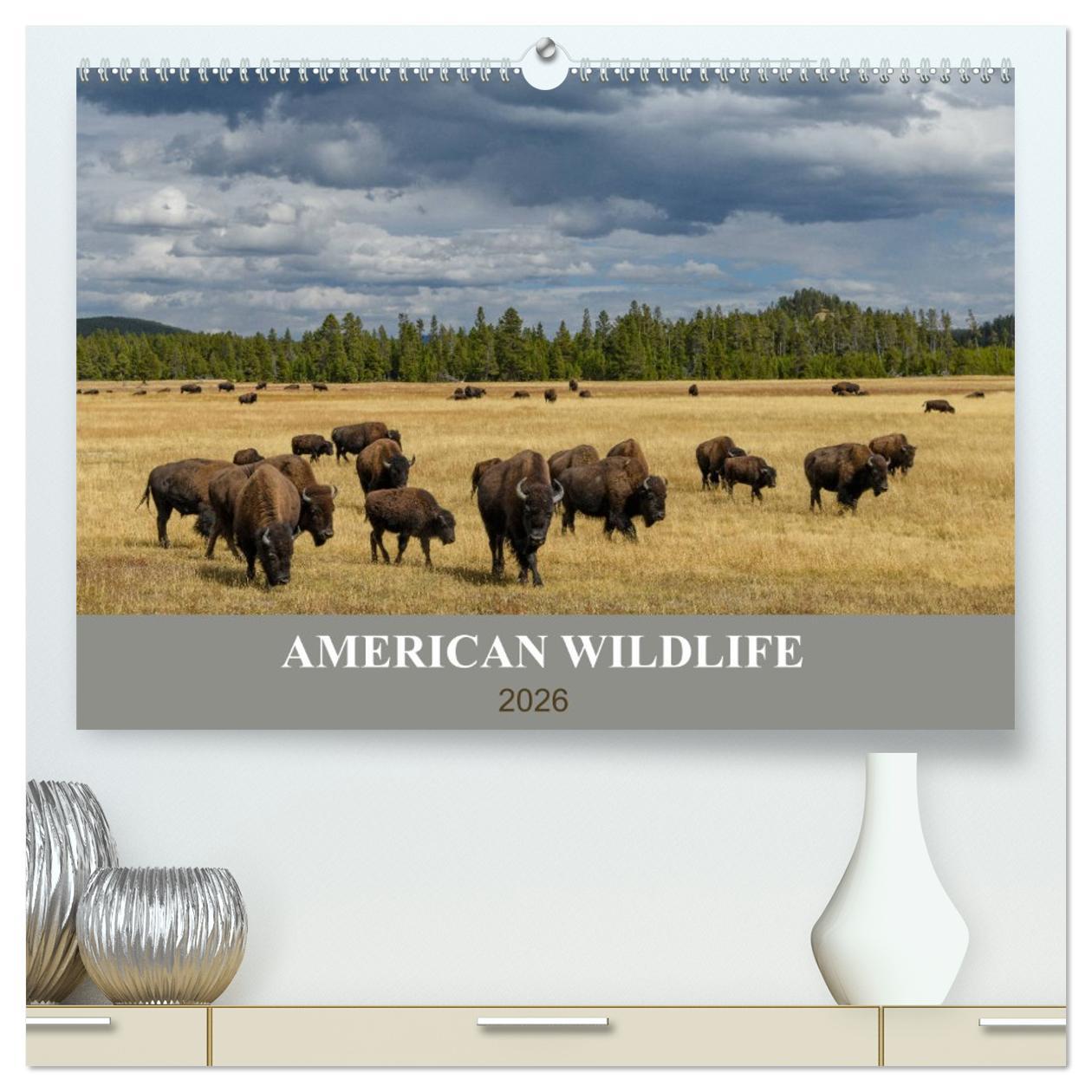 Kalendář/Diář American Wildlife (hochwertiger Premium Wandkalender 2026 DIN A2 quer), Kunstdruck in Hochglanz Calvendo