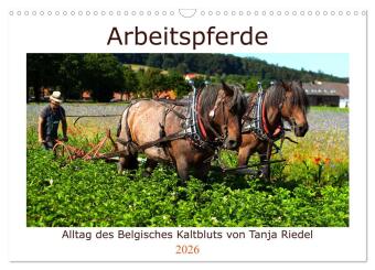 Kalendár/Diár Arbeitspferde - Alltag des belgischen Kaltbluts (Wandkalender 2026 DIN A3 quer), CALVENDO Monatskalender Calvendo