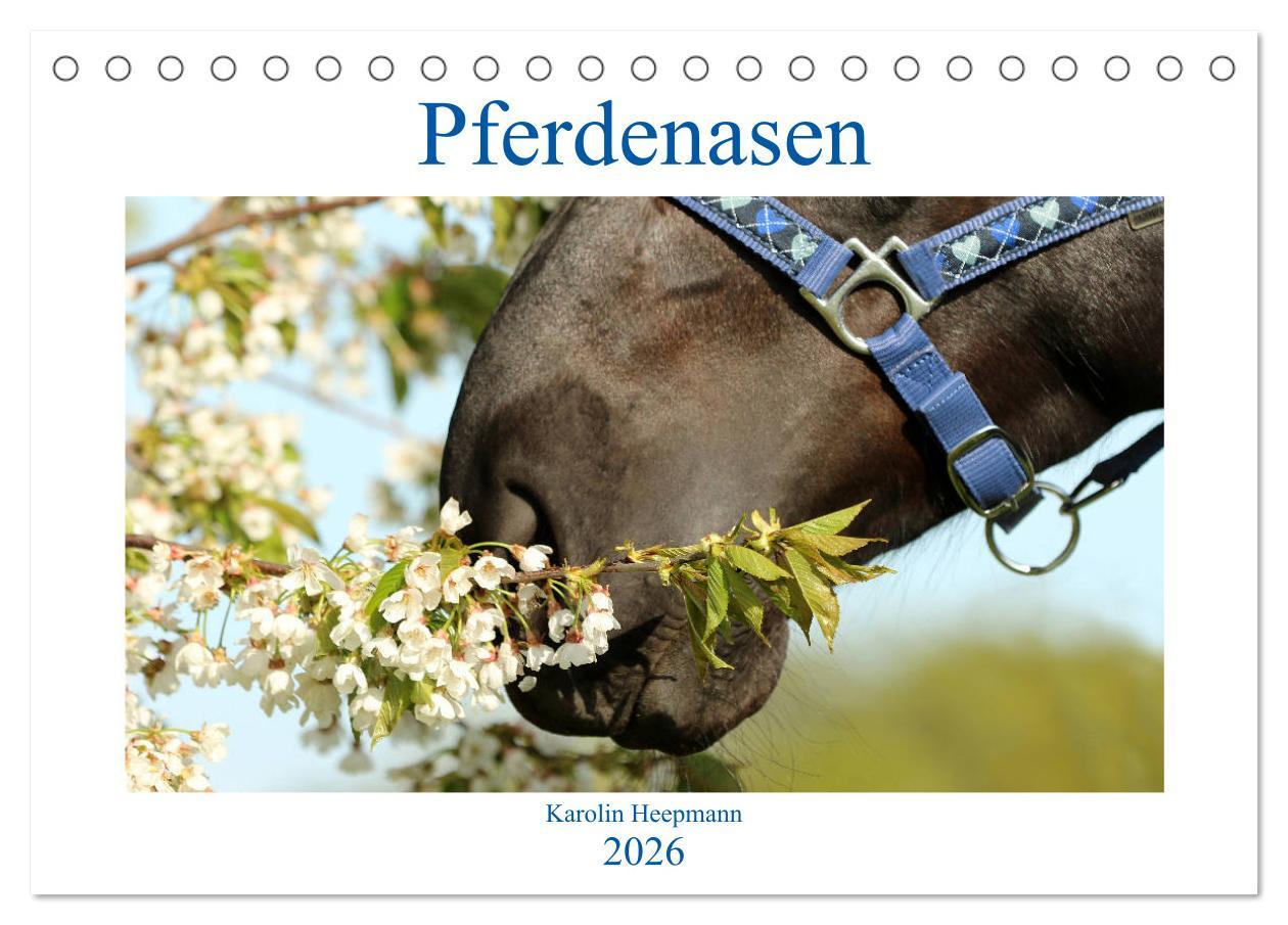 Kalendář/Diář Pferdenasen (Tischkalender 2026 DIN A5 quer), CALVENDO Monatskalender Calvendo