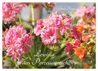 Kalendár/Diár Lewisia, das Porzellanröschen (Wandkalender 2026 DIN A2 quer), CALVENDO Monatskalender Calvendo