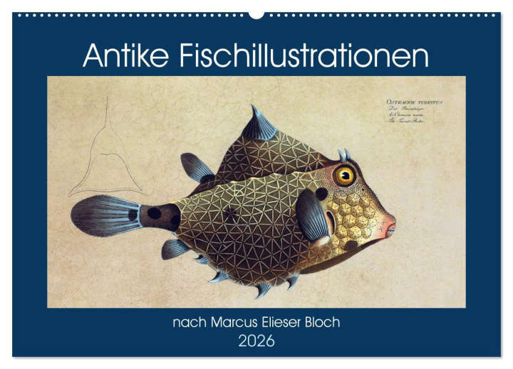 Kalendář/Diář Antike Fischillustrationen nach Marcus Elieser Bloch (Wandkalender 2026 DIN A2 quer), CALVENDO Monatskalender Calvendo