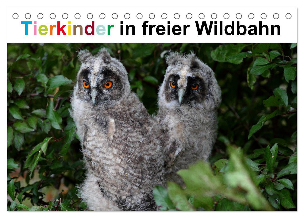 Kalendár/Diár Tierkinder in freier Wildbahn (Tischkalender 2026 DIN A5 quer), CALVENDO Monatskalender Calvendo
