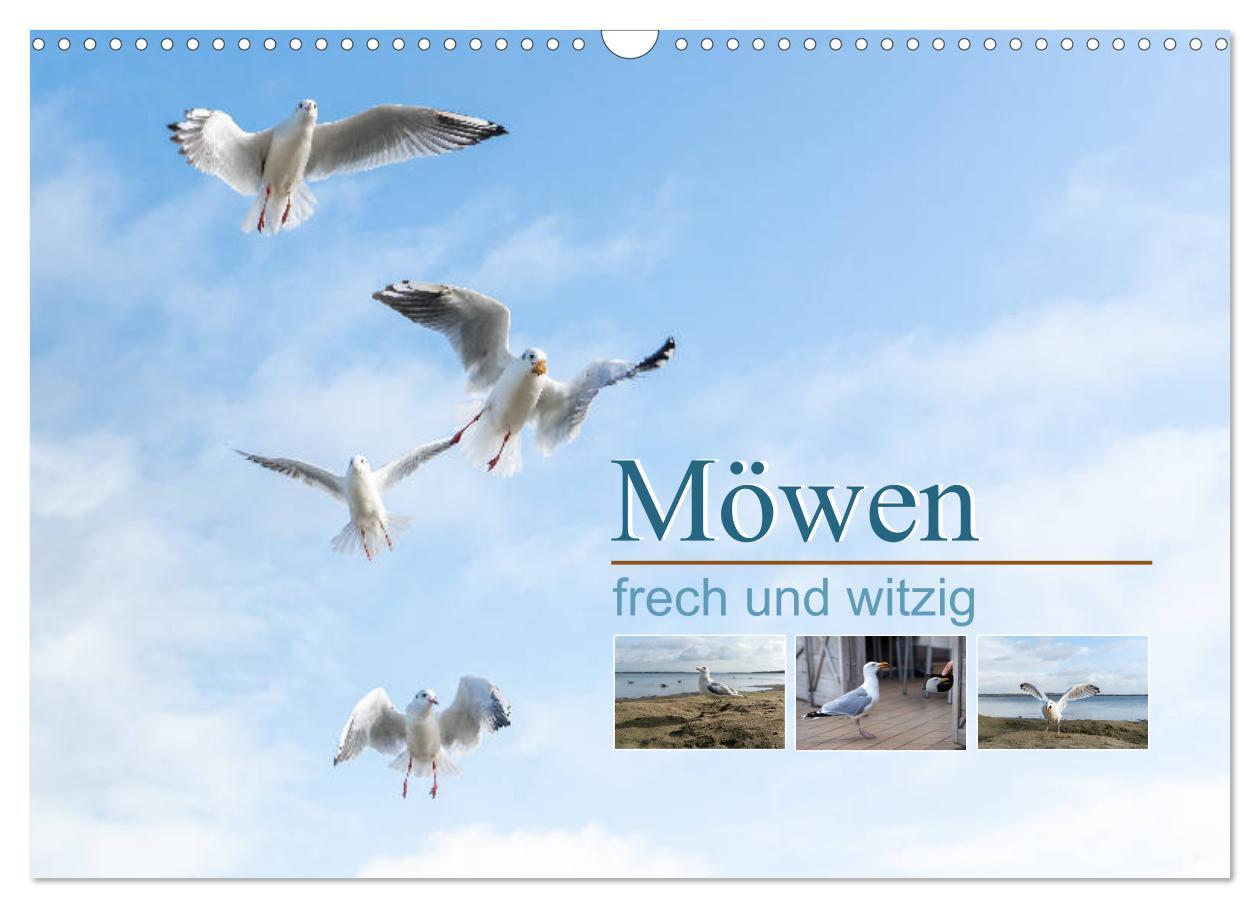 Kalendár/Diár Möwen frech und witzig (Wandkalender 2026 DIN A3 quer), CALVENDO Monatskalender Calvendo