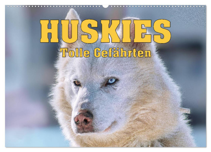 Kalendár/Diár Huskies - Tolle Gefährten (Wandkalender 2026 DIN A2 quer), CALVENDO Monatskalender Calvendo